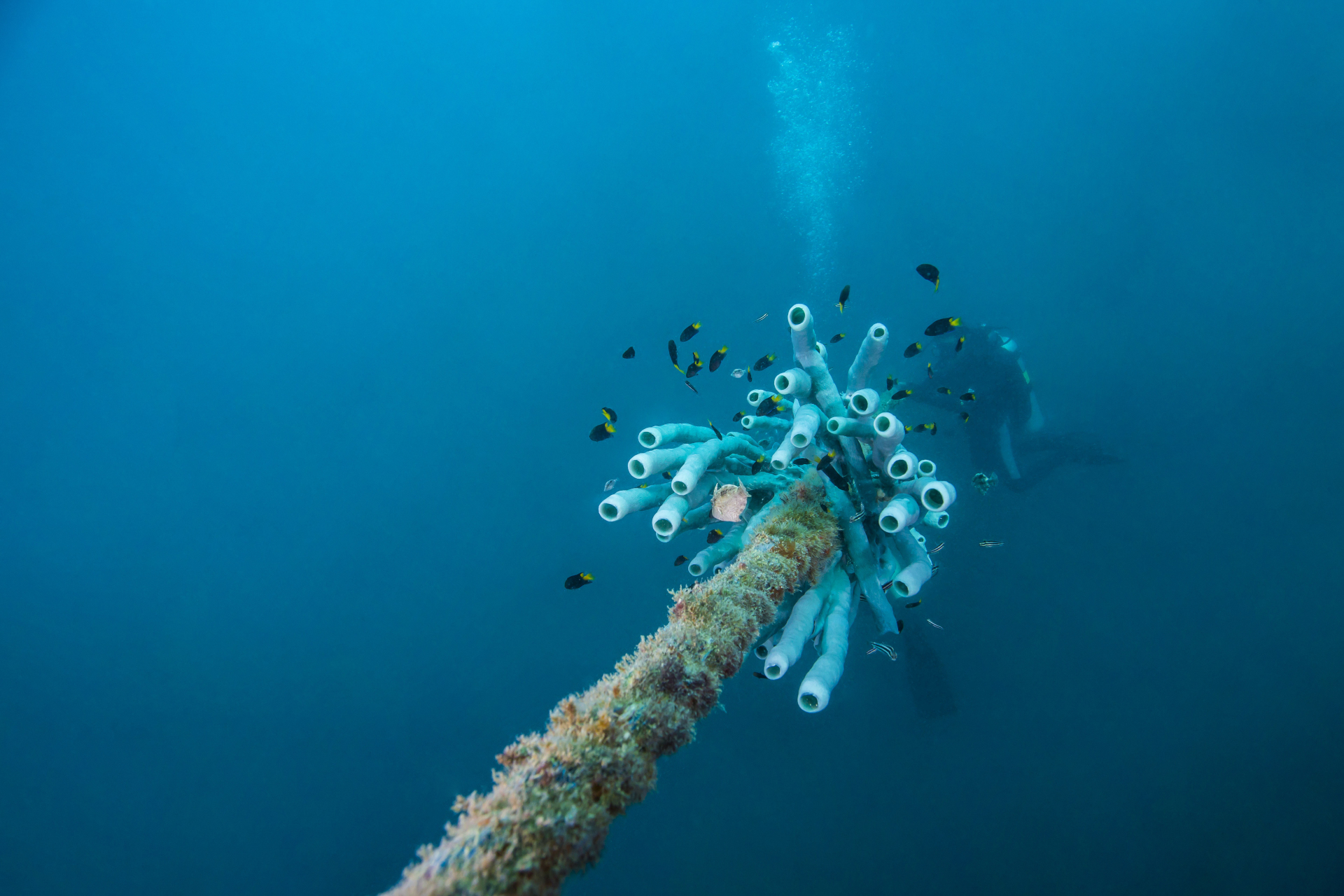 Unterwasseraufnahme eines Unterwasserkabels, auf dem Schwämme wachsen, drumherum schwimmen einige Fische, im Hintergrund ein*e Taucher*in